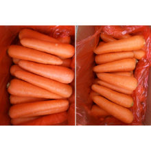 Fresh Carrot Organic Carrot High Quality